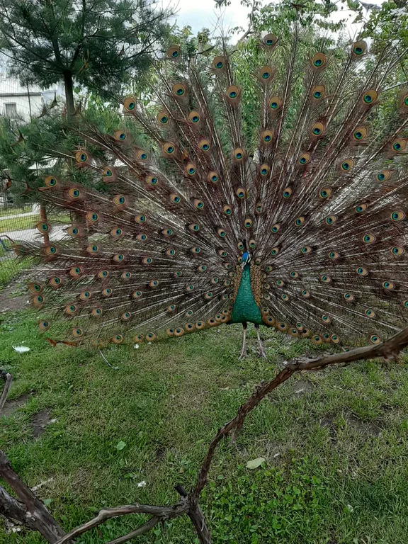 Квартира Квартира Дом с павлинами — Калининград