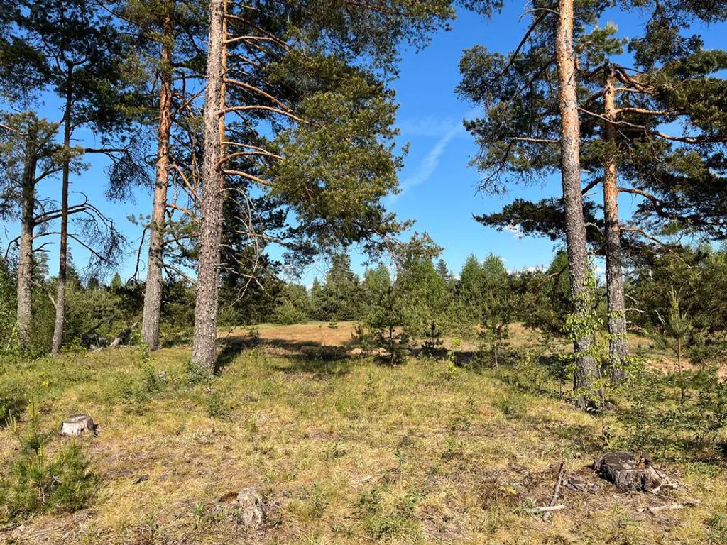 Уникальный арендный объект Кибитка на холме