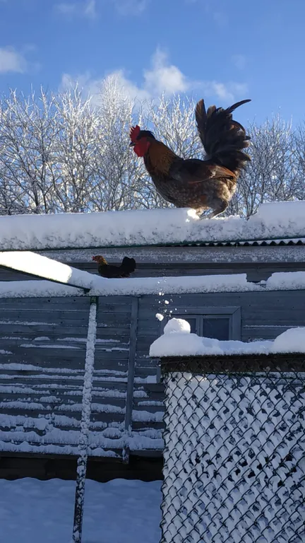 Апартаменты с камином