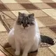 Алена