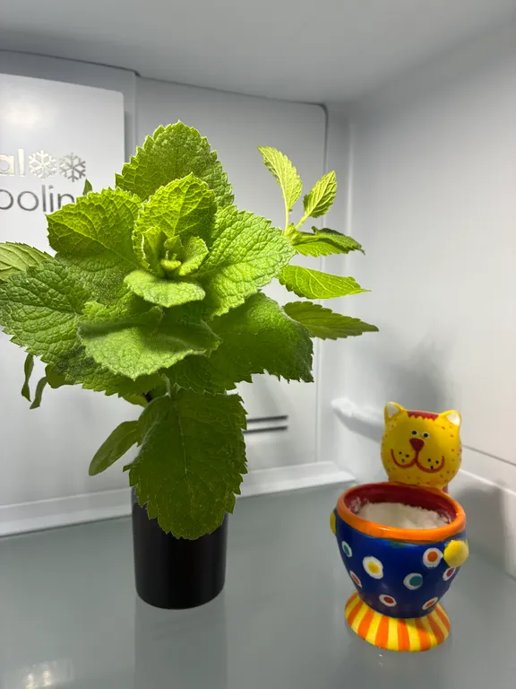 Квартира с видом на лес Куршской косы