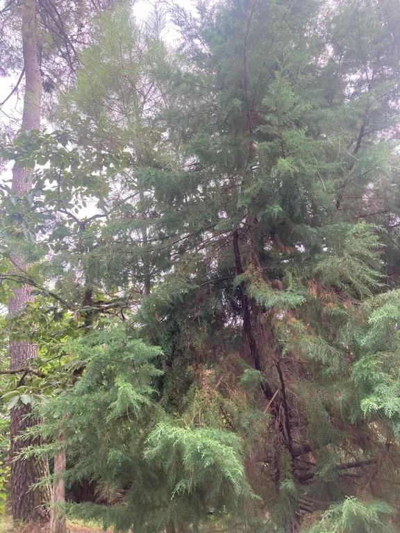 Дом для большой такой компании