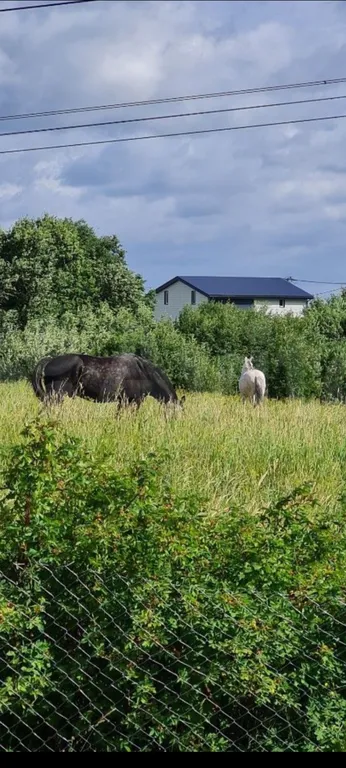 Коттедж Домик около Красного села с видом на поле и лошадок — Санкт-Петербург