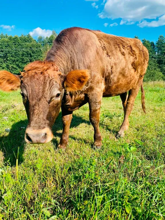 Домик в лесу с пятнистыми оленями и кроликами