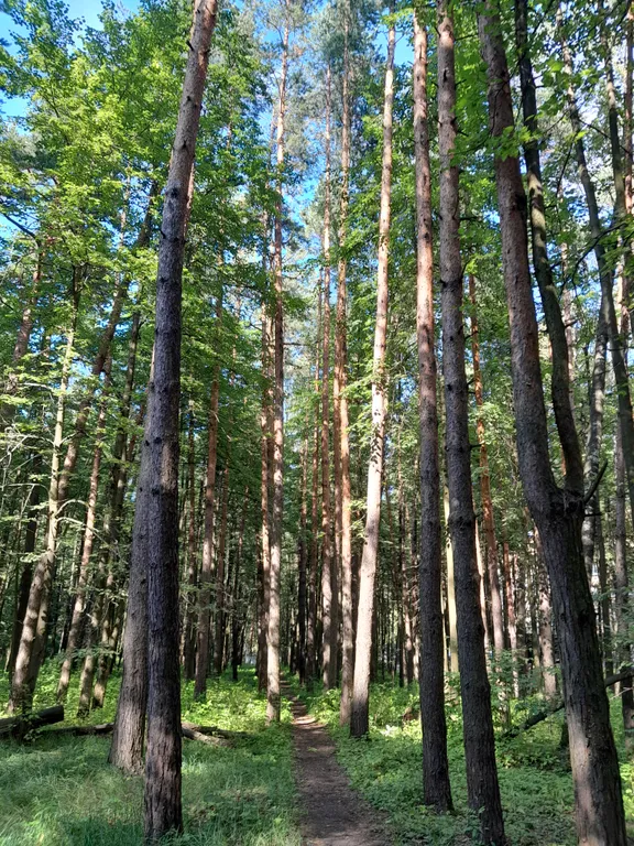 Студия в сосновом бору