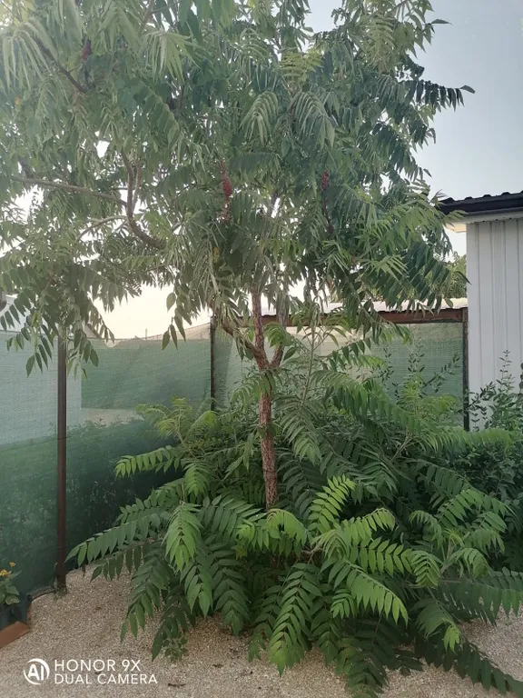 Жилье Фрукты