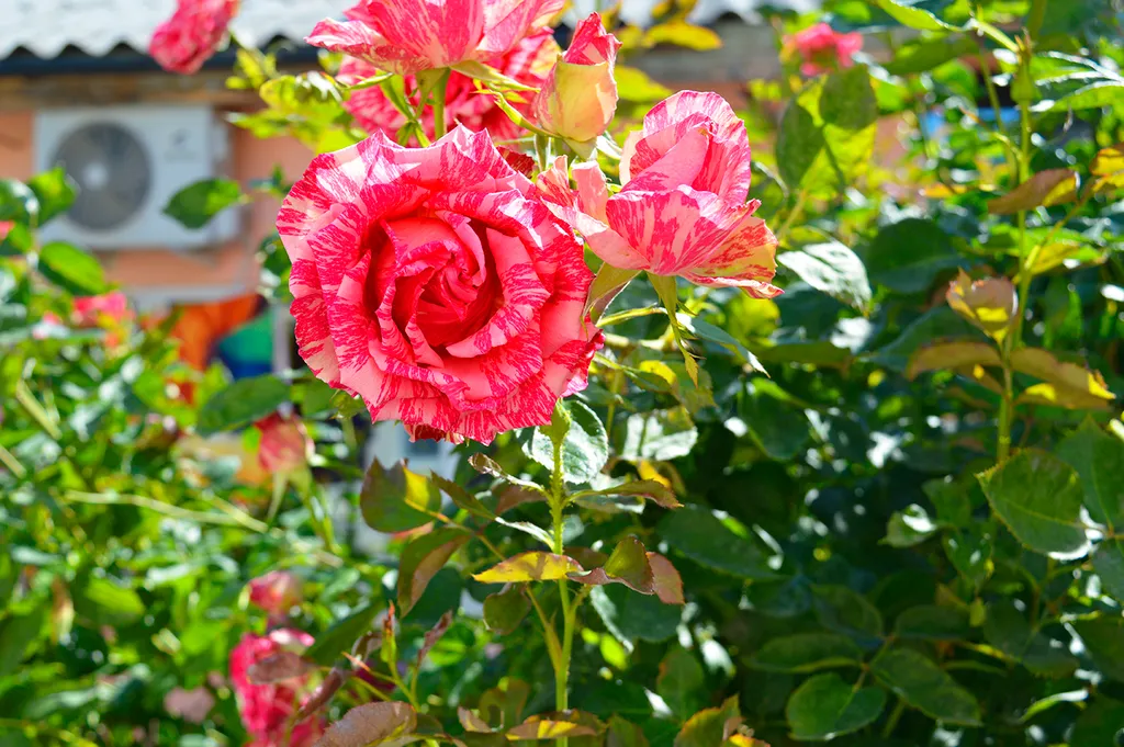 Дом рядом с морем и своим двориком