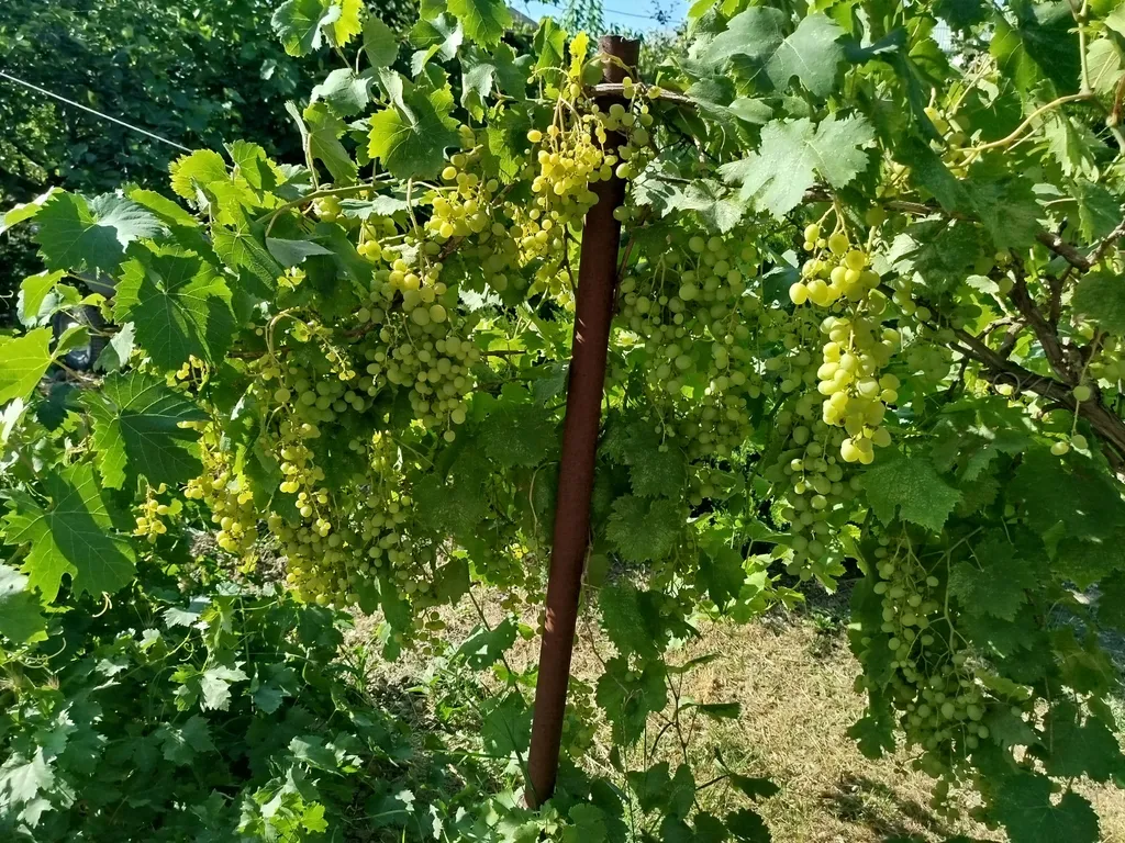 Бунгало для большой семьи с бассейном