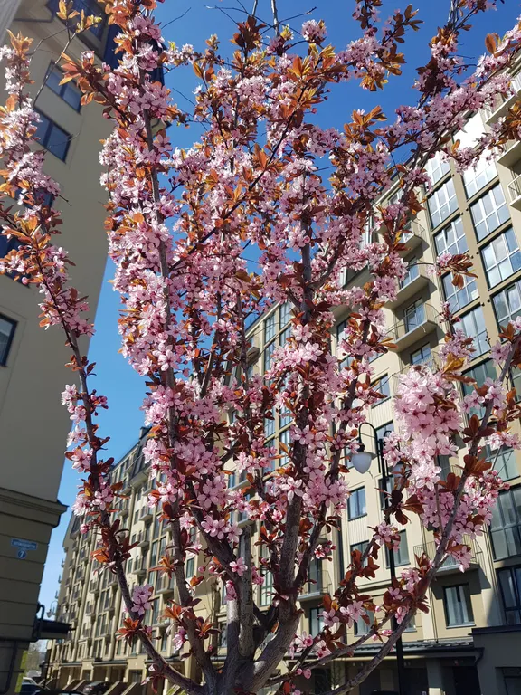 Кранц-престиж в центре у моря