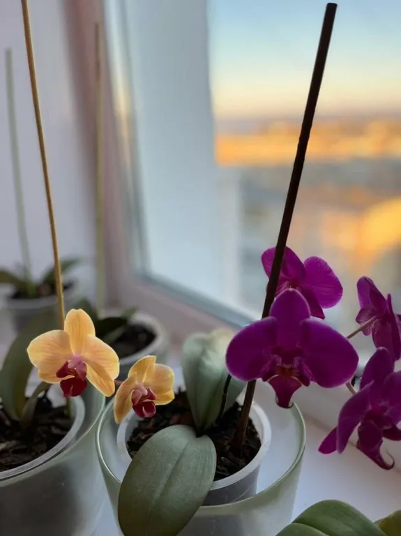 1-комнатная Квартира с видом на Волгу (7 микрорайон, Бухта)