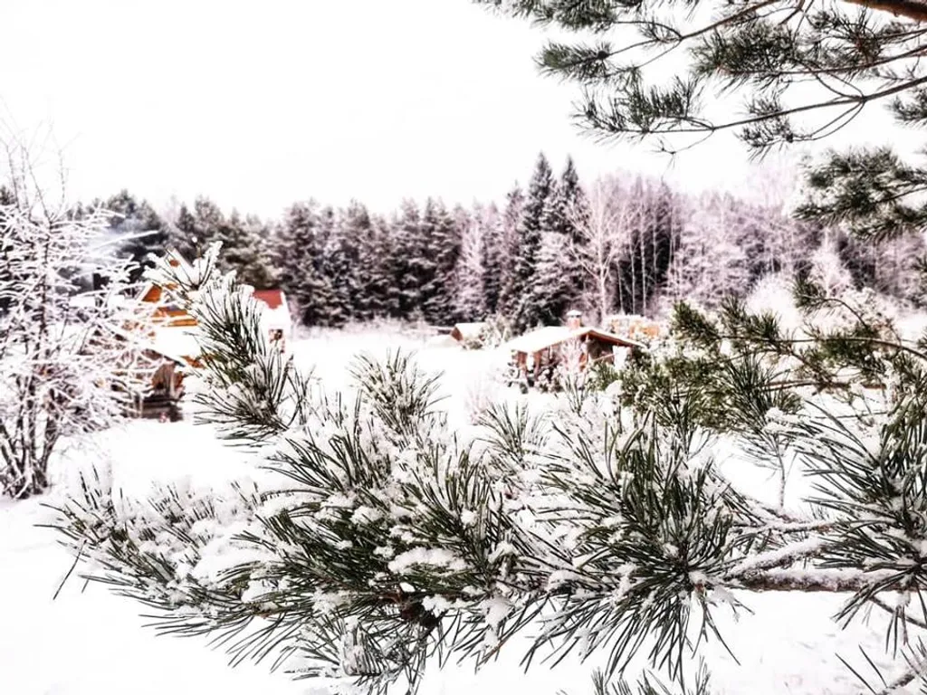 Усадьба Медвежий угол в лесу на берегу озера