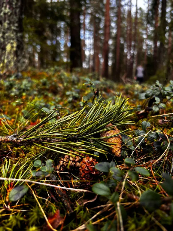 Коттедж Ладожские дюны, комфортный дом с панорамными окнами до 7-ми гостей — Ларионово