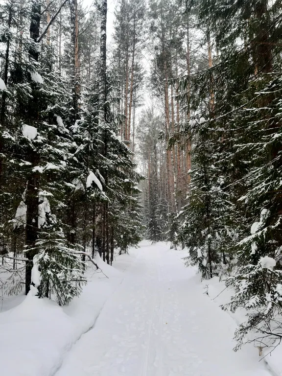 Апартаменты с видом на лес