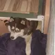 Anton
