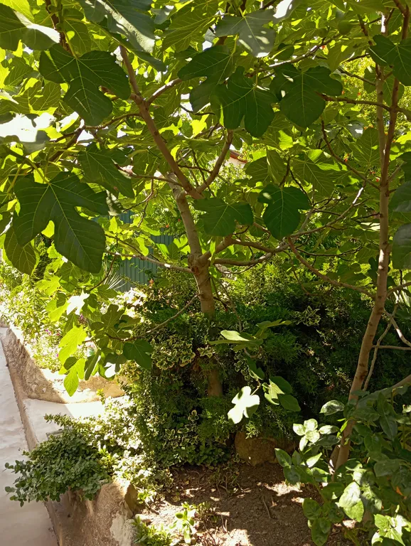 Двухкомнатный номер с беседкой