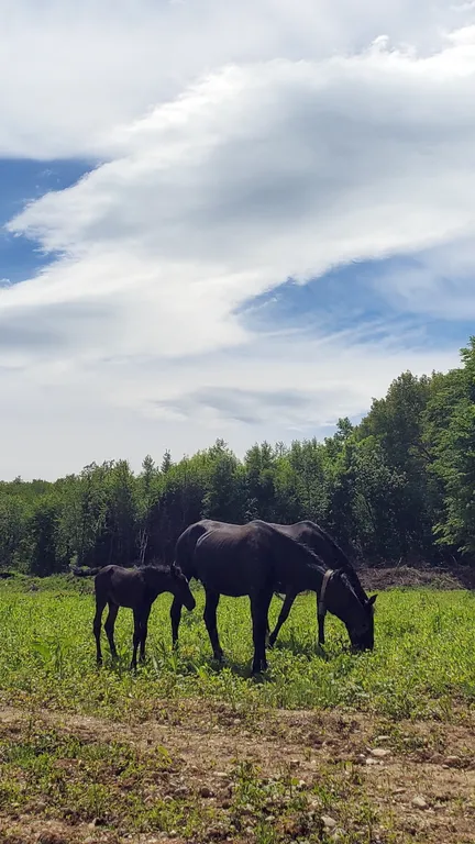 Барн-хаус 2+1 в тишине у леса и горной реки