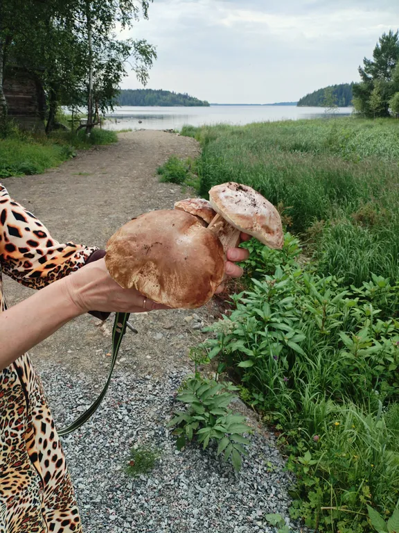 Коттедж Коттедж На берегу Ладожского озера — Хийденсельга