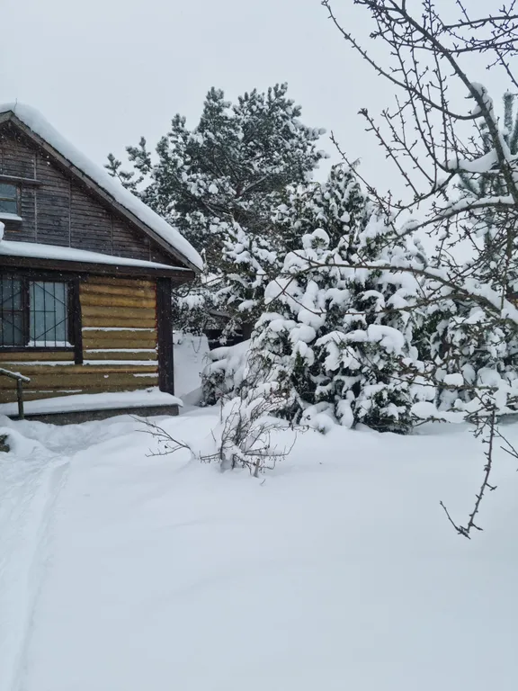 Эко дом в лесу