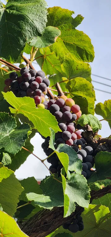 Солнце Ялты