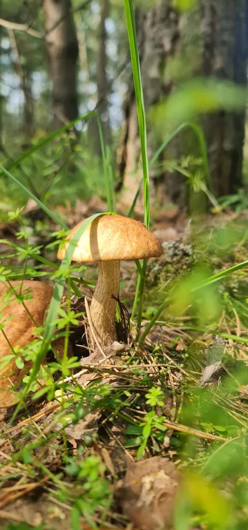 Дом в Lesavushka