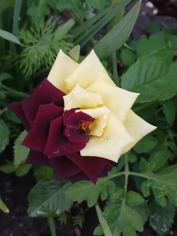 Коттедж Небольшой летний домик — Ейск