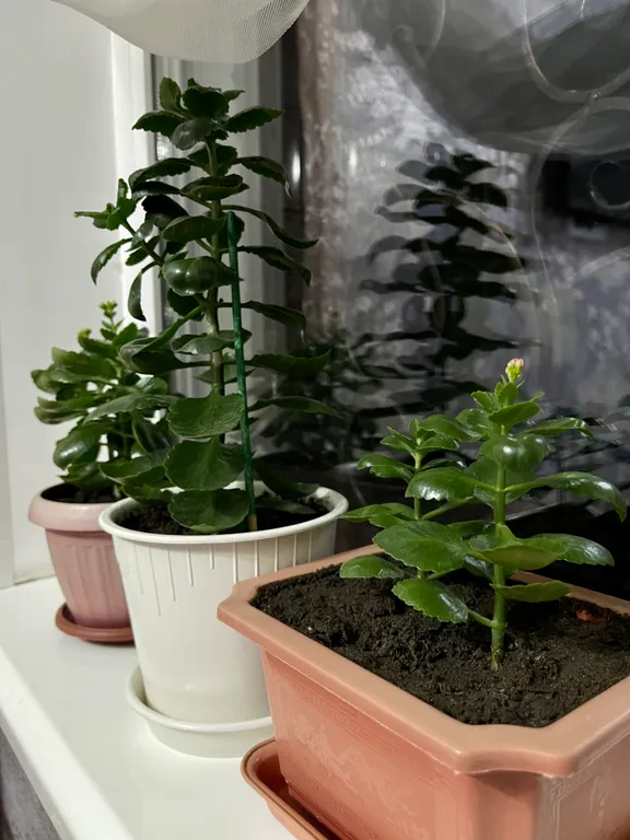 Уютная комната-студия в центре