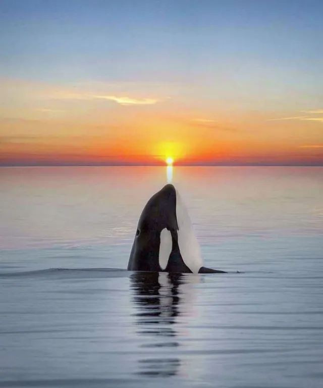 Евродвушка в самом центре города