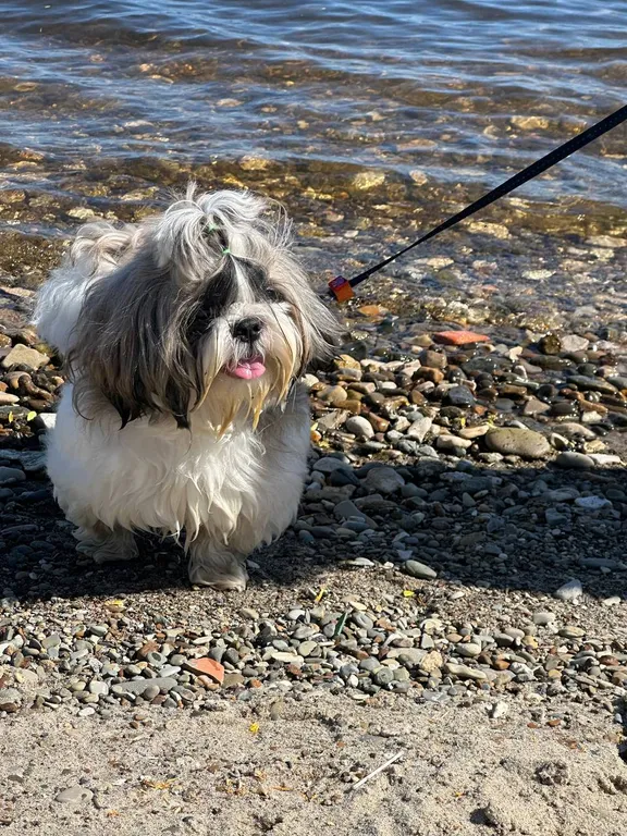 Большой дом с мангалом