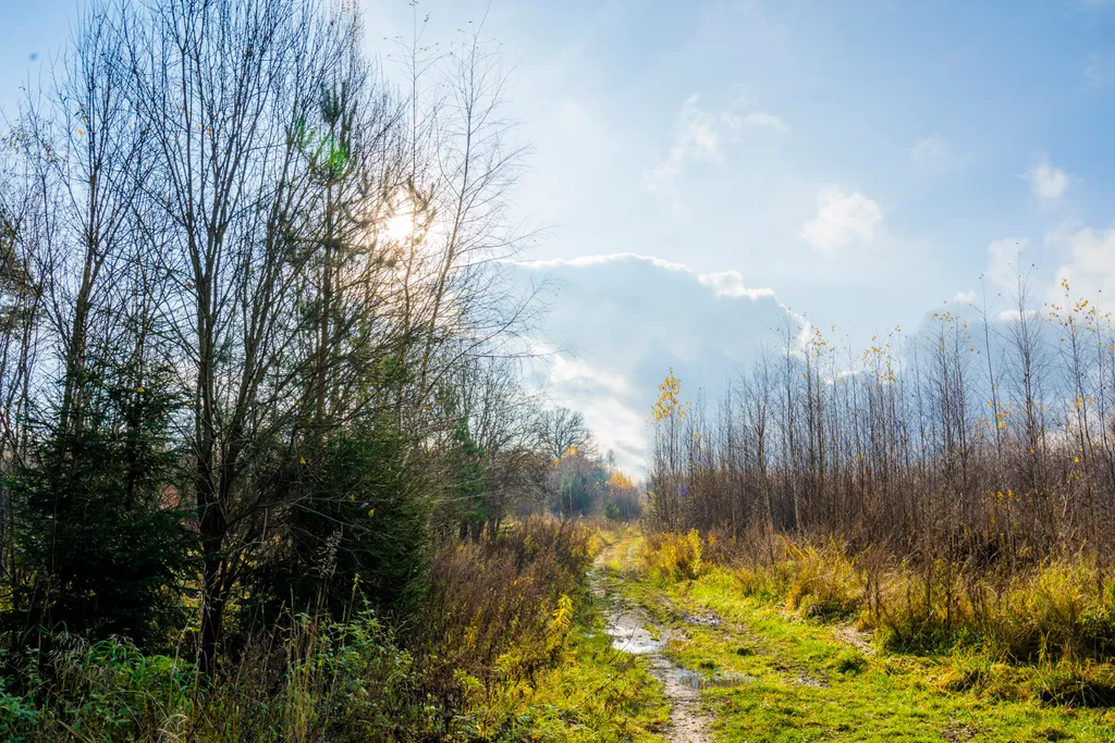 Сфера в сосновом лесу