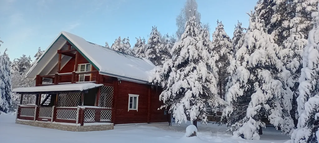 Утро в сосновом бору у озера