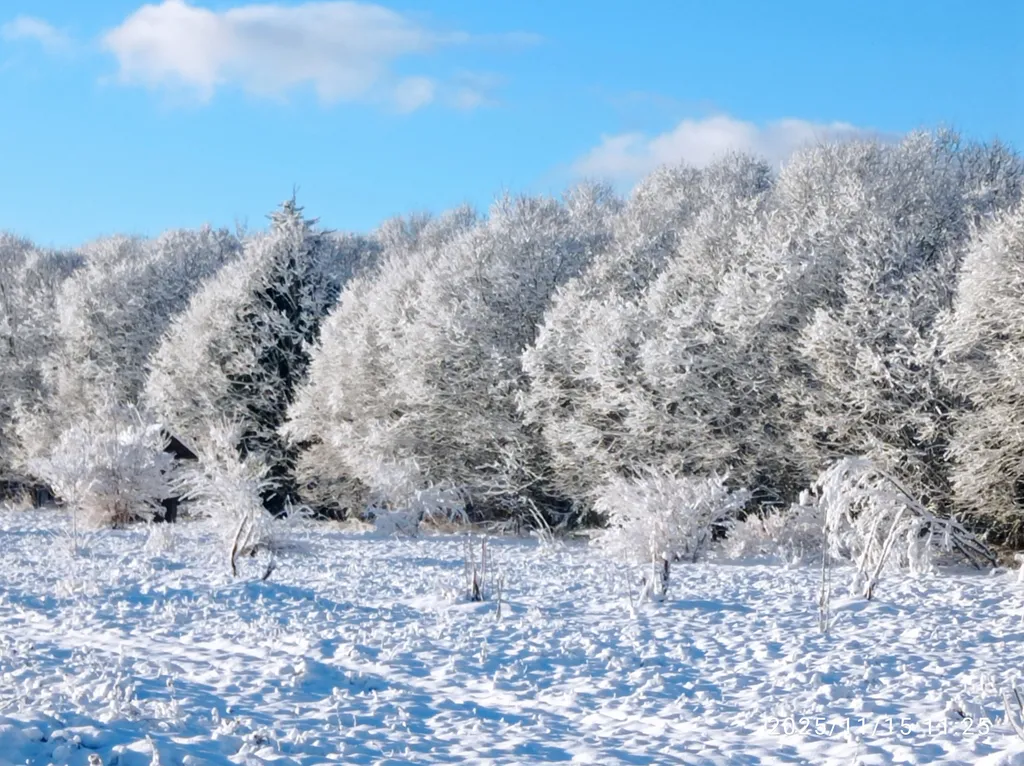 Апартаменты с камином