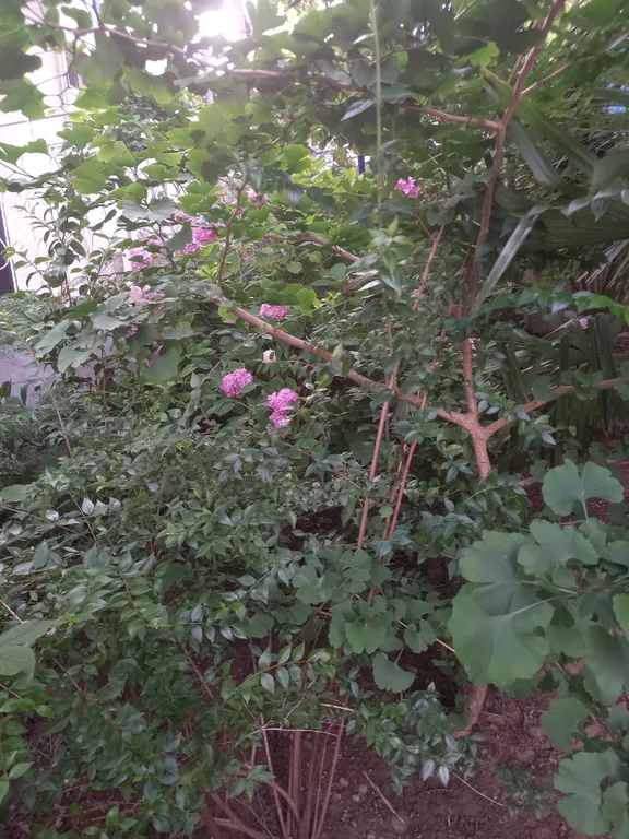 Квартира Уютная квартира  в центре города возле парка Дендрарий одна на этаже. — Сочи