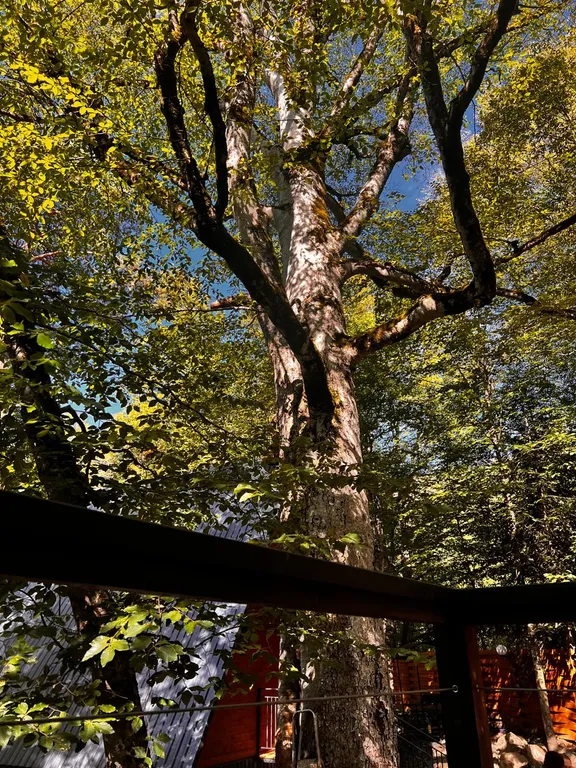 Коттедж Дом в живописном лесу (а-фрейм) — Архыз