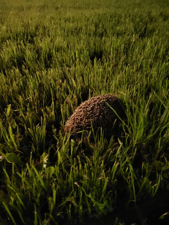 Дом с сибирским банным чаном