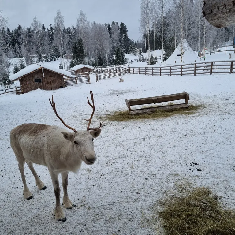Дом Talotonttu на холме в окружении леса