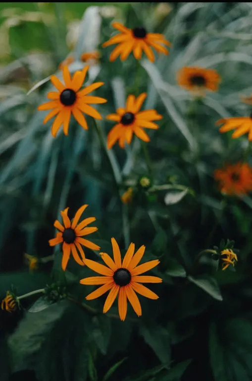 Деревенский домик