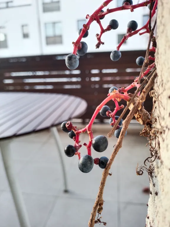 Квартира с 2-я спальнями Ringo