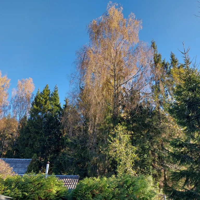 Новый год в Подмосковье. Идеальный дом с баней и чаном