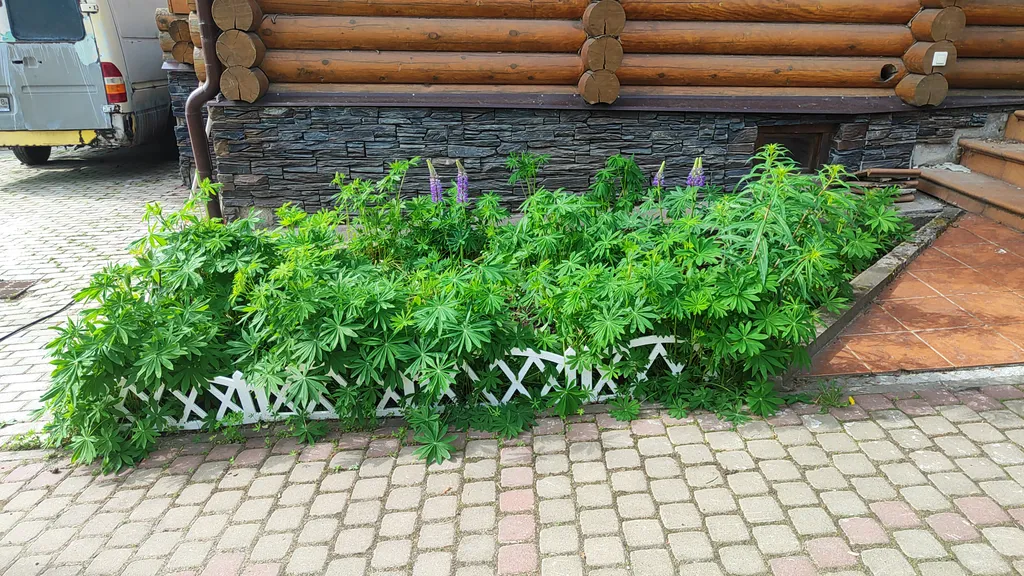 Коттедж Уютный гостевой дом — Светогорск