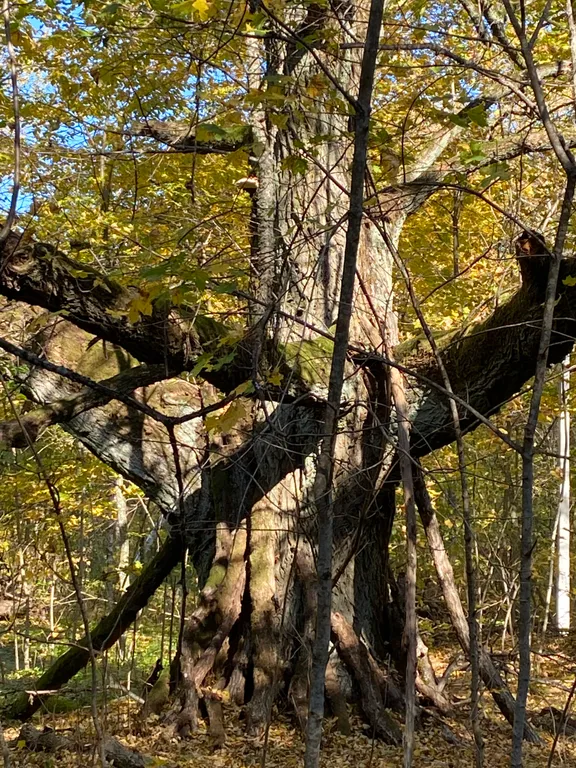 Коттедж Чудесный дом в чудесном месте Беловежская пуща — аренда посуточно в Каменюки