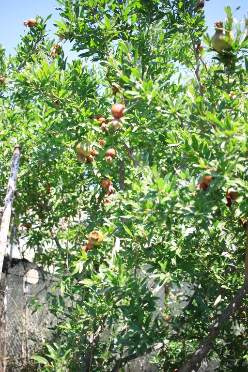 Вилла Санторини