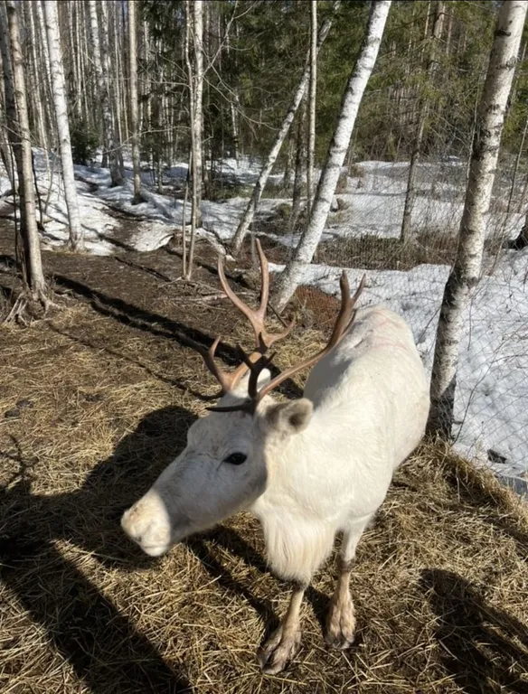 Коттедж Дом с сауной — Борисово