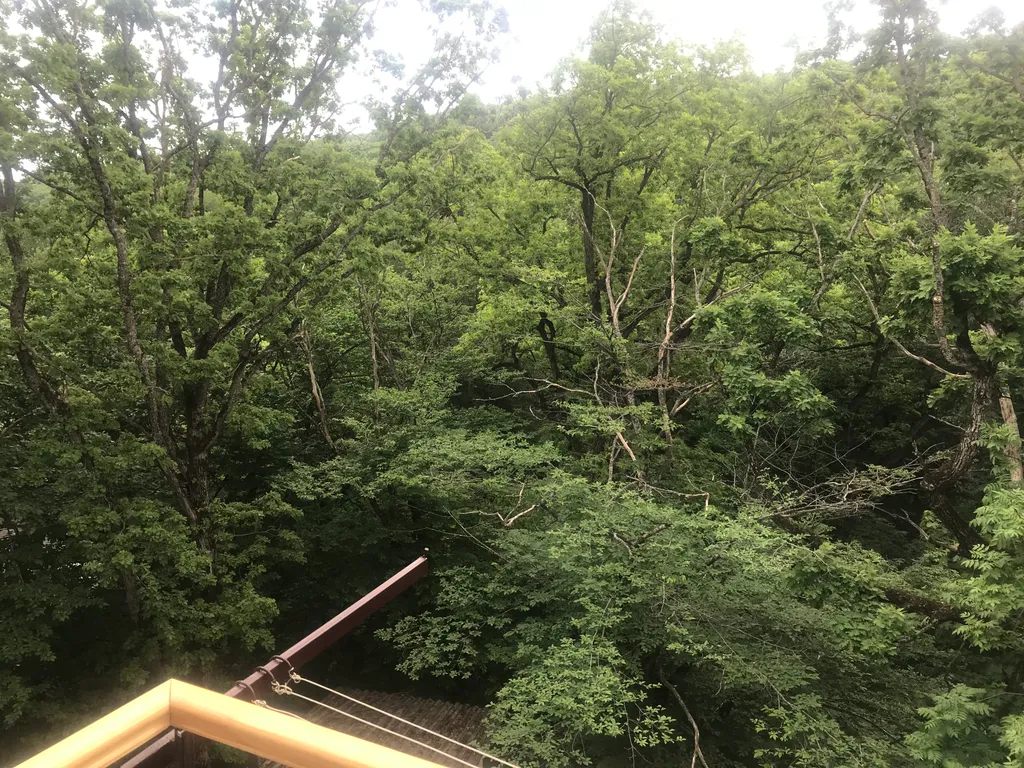 Уютная квартира в курортной части города с видом на лес