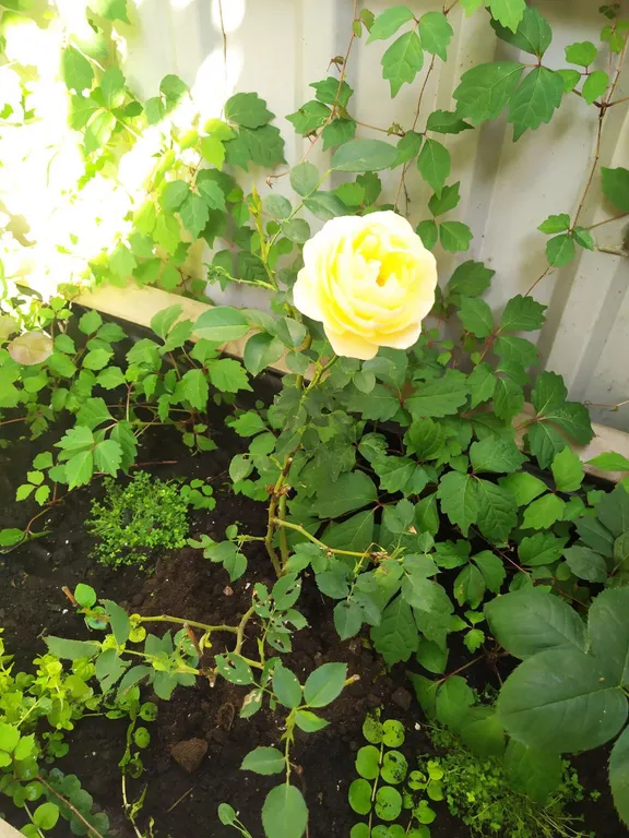 Комфортная студия в центре Алупки у дворца