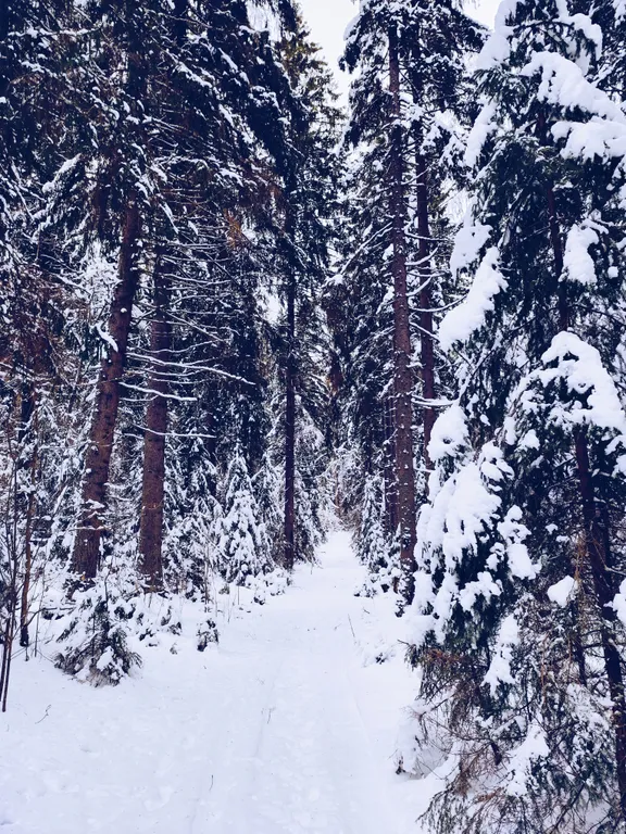 Коттедж Уютный дом с панорамным видом на лес — Луга