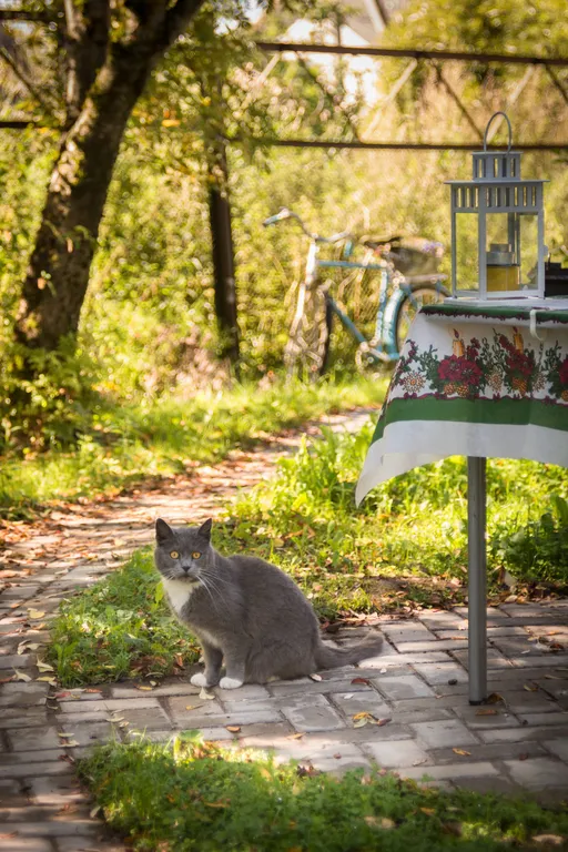 Пень да Соль