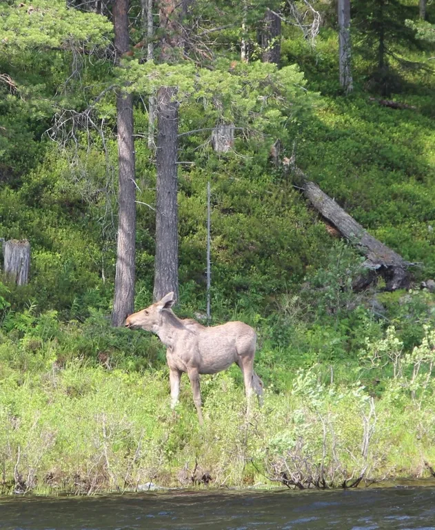 Дом в тишине на Ладоге