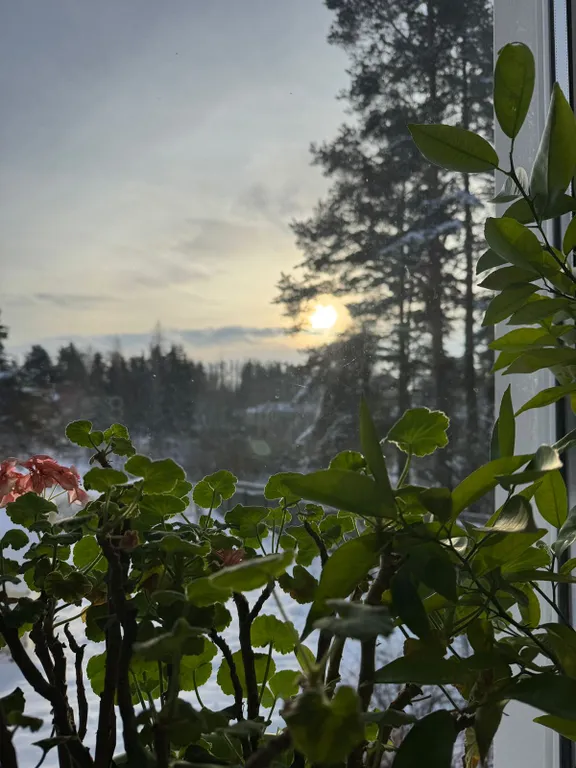 Гостевой дом у сосен.