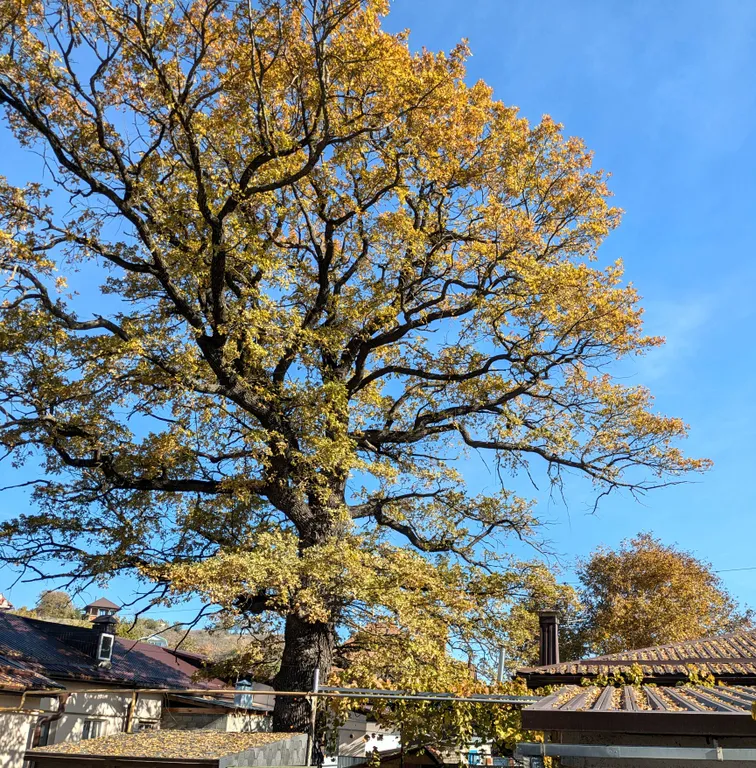 Под сенью дуба