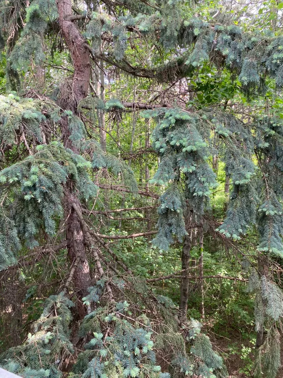 Уютная квартира с видом на липы и сосны